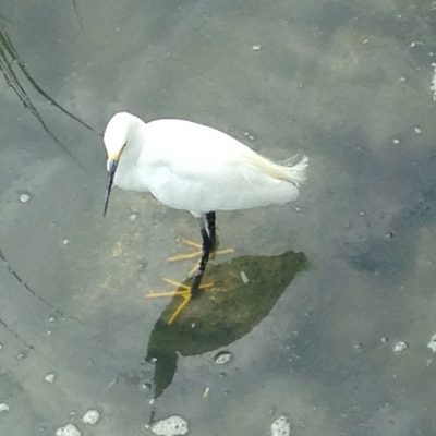 Snowy Egret in St. Augustine