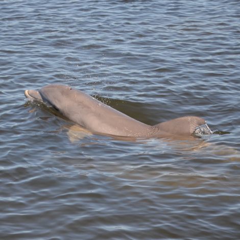 Bottlenose Dolphin in St. Augustine