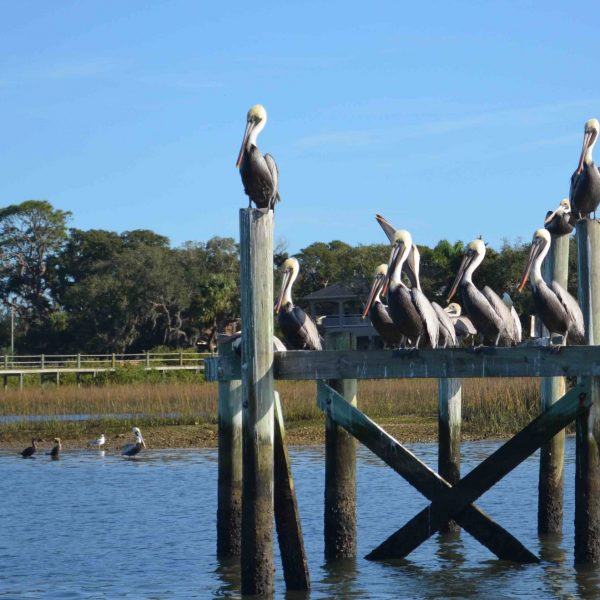 Matanzas Brown Pelicans