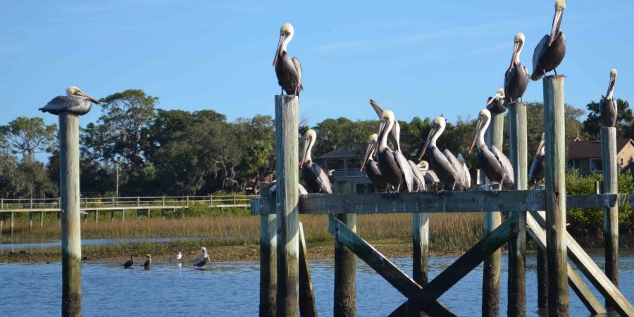 Matanzas Brown Pelicans