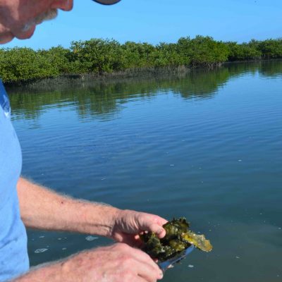 Opening an Oyster