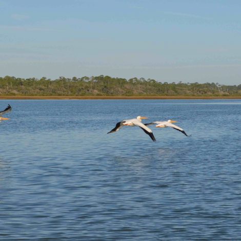 Matanzas White Pelicans