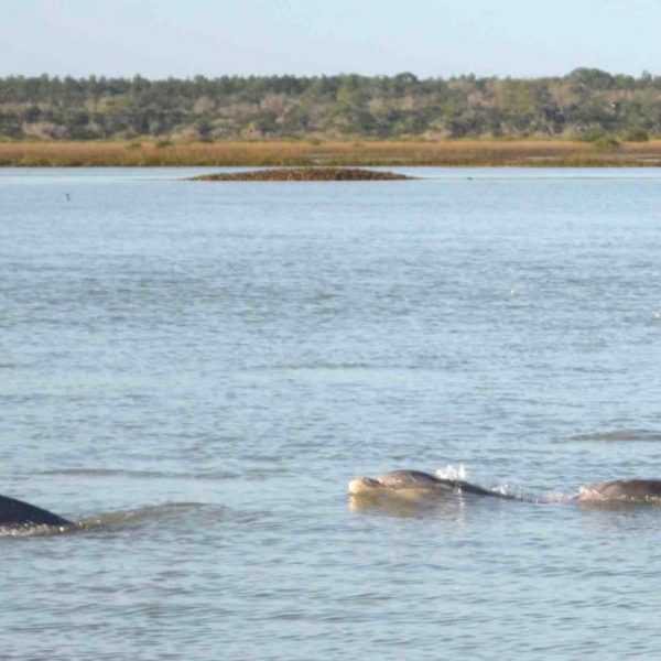 cropped-Matanzas_Dolphins2-scaled-1.jpeg