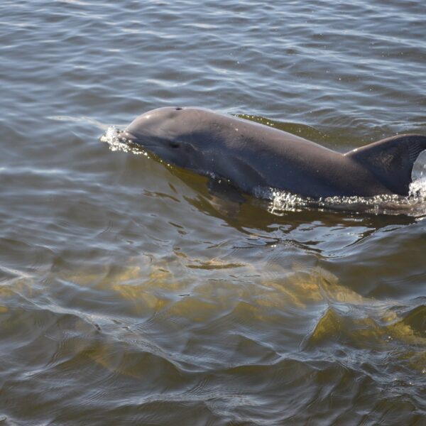 Dolphin Swimming